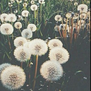 Meet your Posher, ibrillo